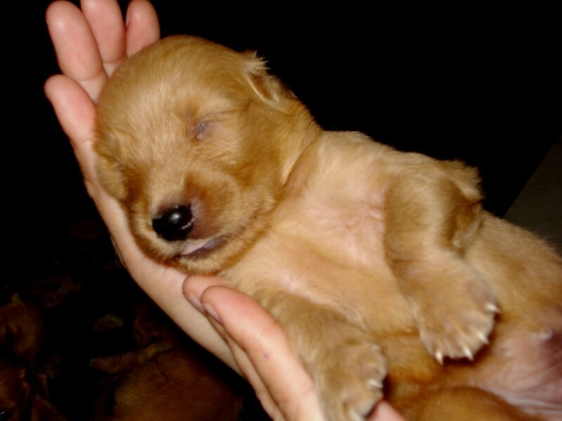 Sleeping golden puppy in hand