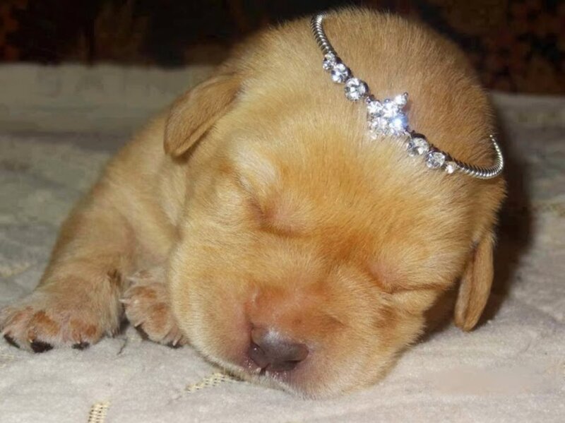 Sleeping Golden Puppy — Peaceful