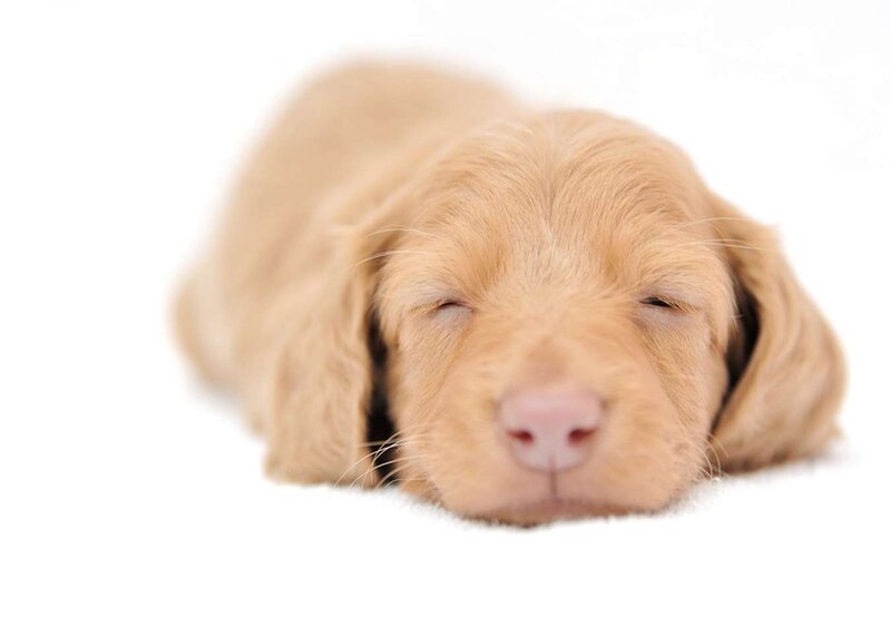 Sleeping Golden Puppy — White
