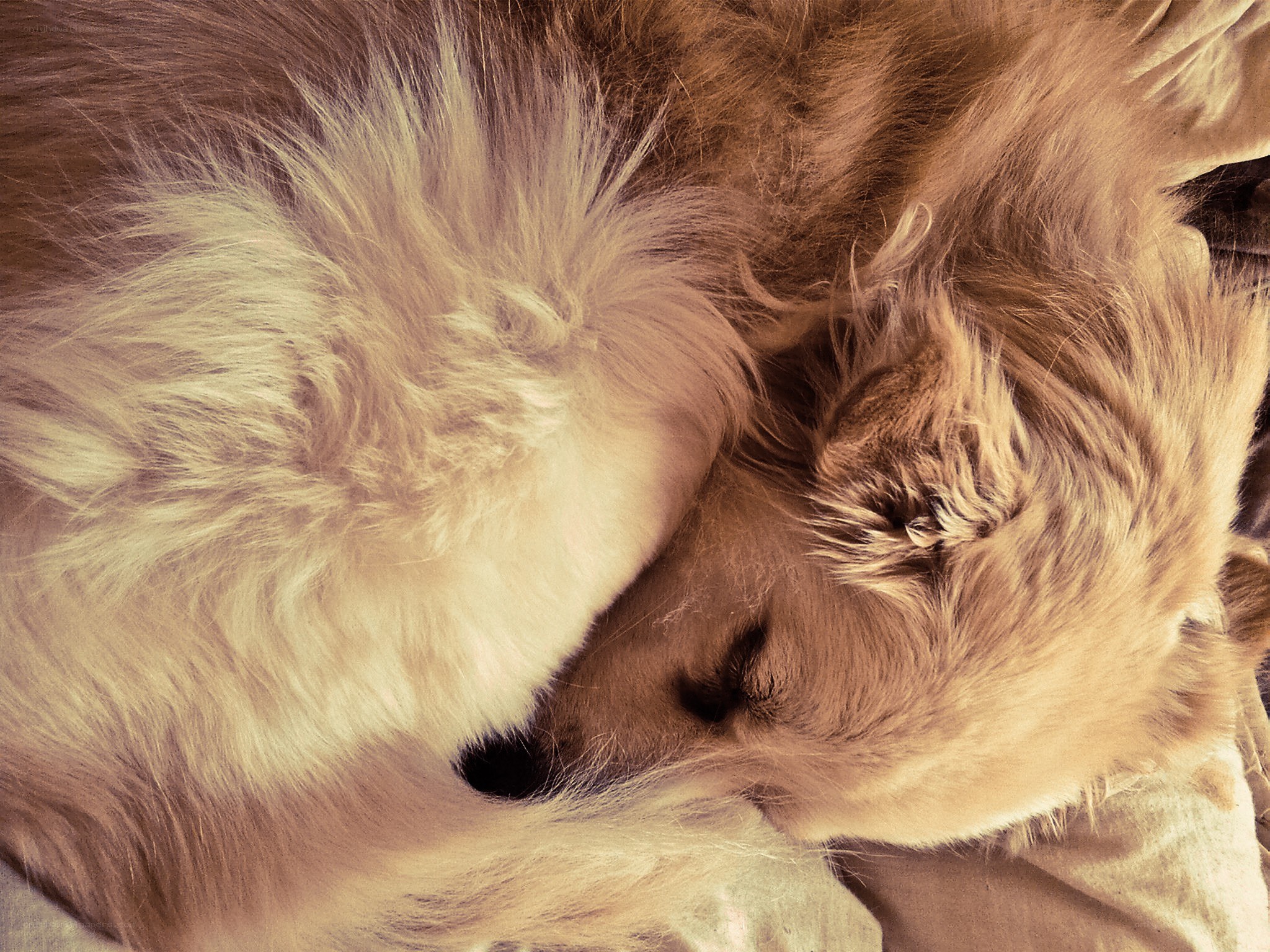 sleeping golden retriever