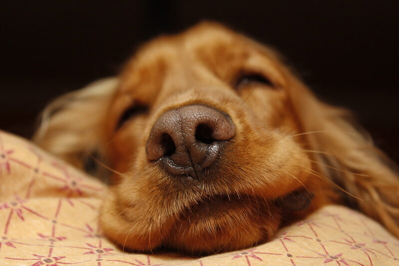 Sleeping Golden Retriever — Brown, Peaceful