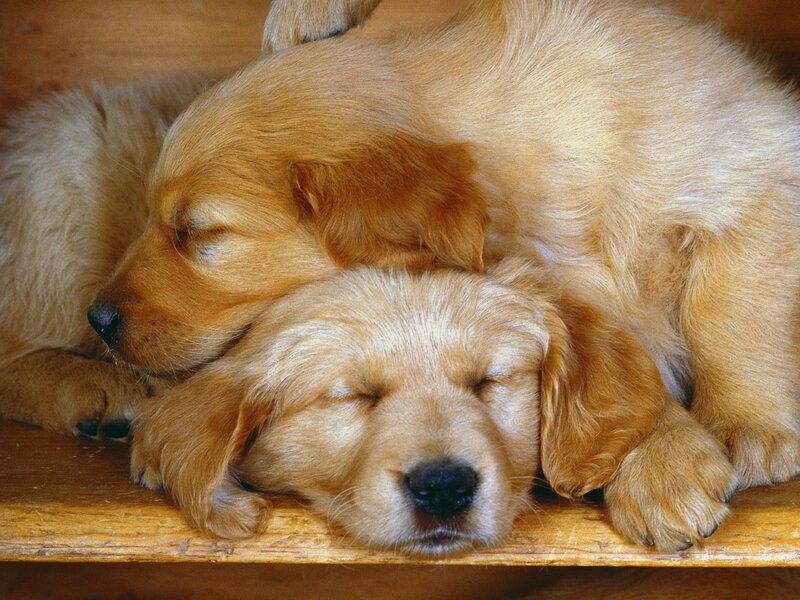 Sleeping golden retriever puppies