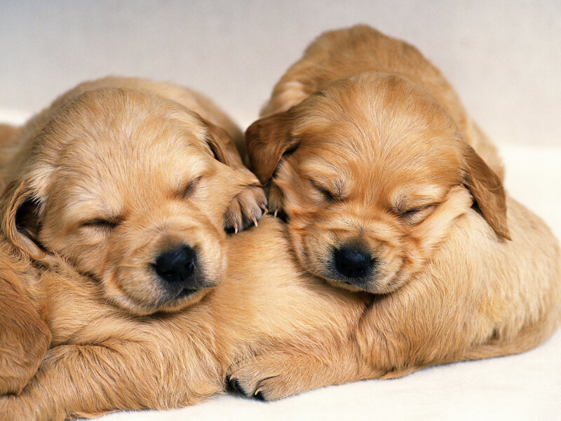 Sleeping golden retriever puppies