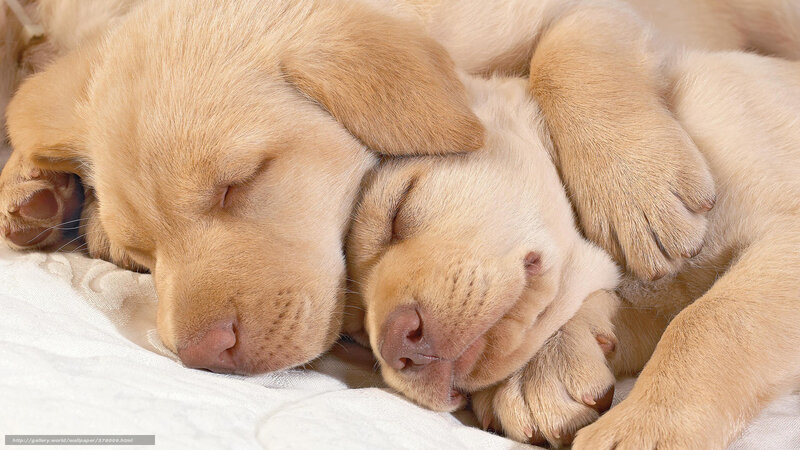 Sleeping golden retriever puppies