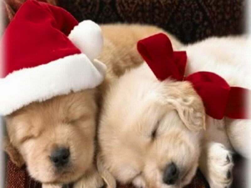 Sleeping Golden Retriever Puppies — Red