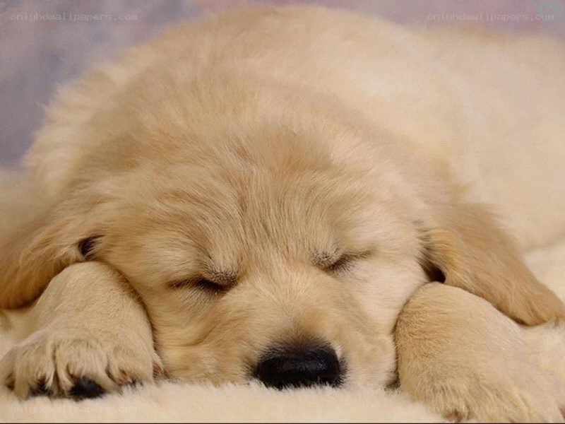 sleeping golden retriever puppy