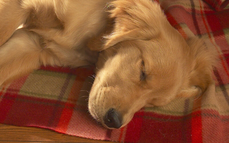 sleeping golden retriever puppy