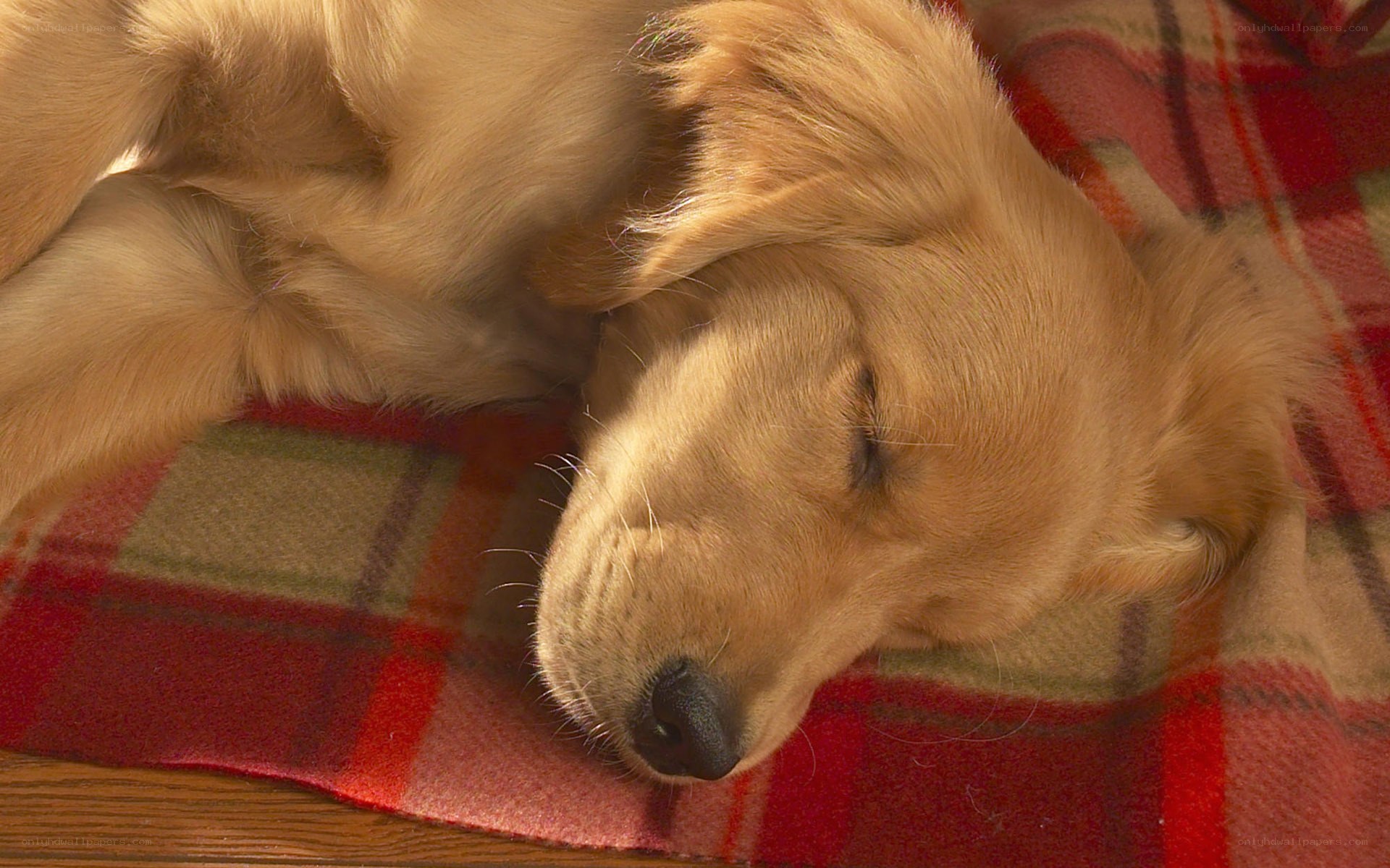 sleeping golden retriever puppy