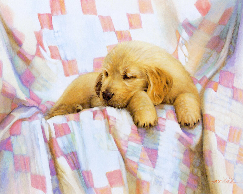 Sleeping golden retriever puppy