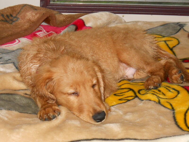 sleeping golden retriever puppy