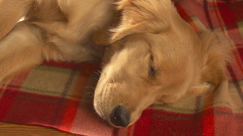 sleeping golden retriever puppy