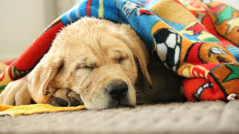 sleeping golden retriever puppy