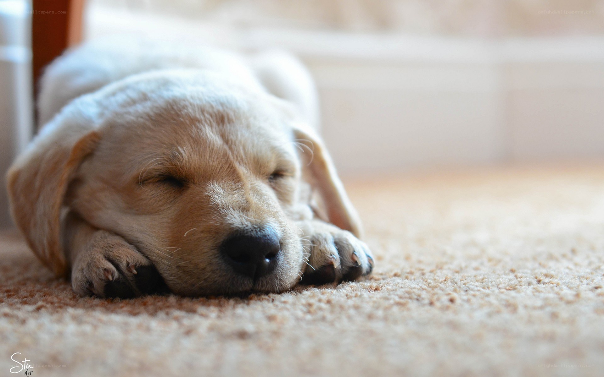 Sleeping golden retriever puppy
