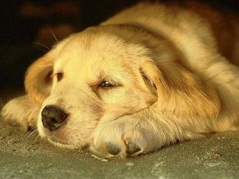 sleeping golden retriever puppy