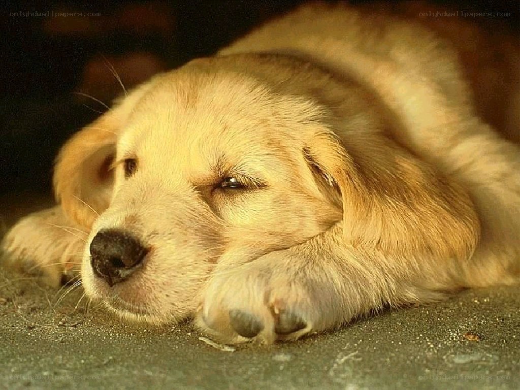 sleeping golden retriever puppy