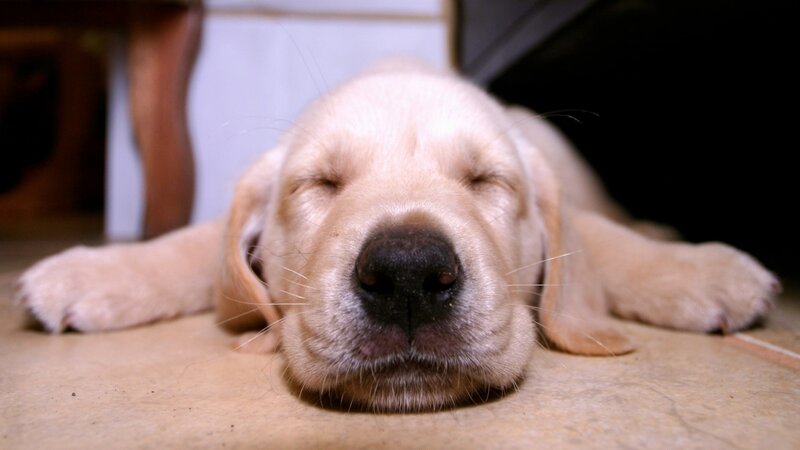 Sleeping Golden Retriever Puppy — Beige, Peaceful, Photograph, Floor