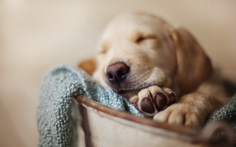 Sleeping Golden Retriever Puppy — Beige, Peaceful