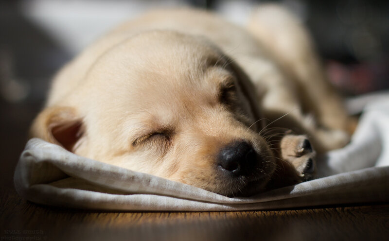 Sleeping Golden Retriever Puppy — Beige, Serene