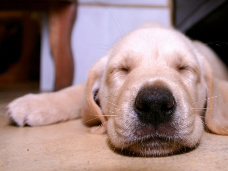 Sleeping Golden Retriever Puppy — Beige