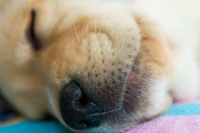 Sleeping Golden Retriever Puppy — Brown, Peaceful