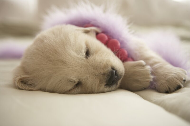 Sleeping Golden Retriever Puppy — Cream