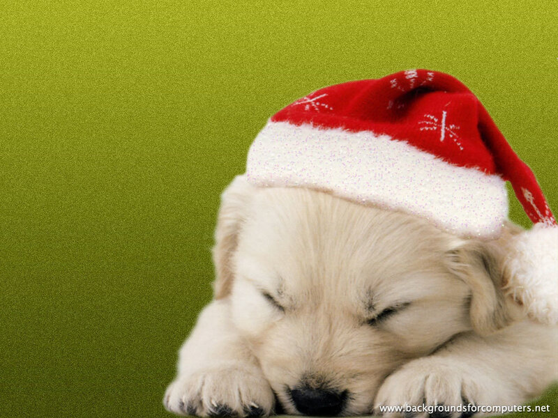 Sleeping Golden Retriever Puppy — Green