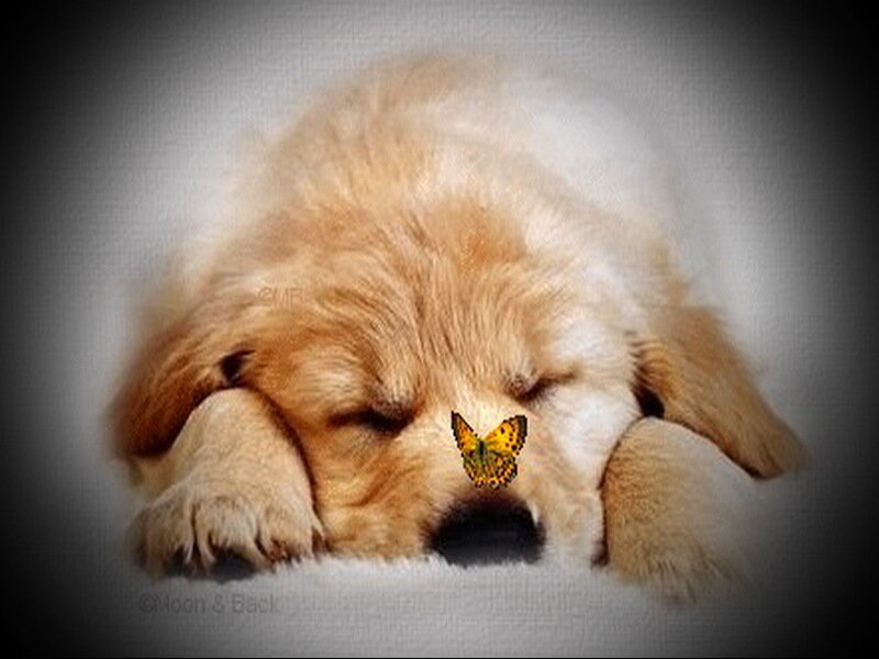 Sleeping Golden Retriever Puppy — Peaceful