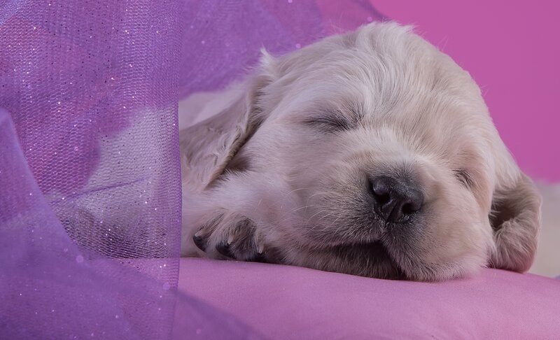 Sleeping Golden Retriever Puppy — Purple