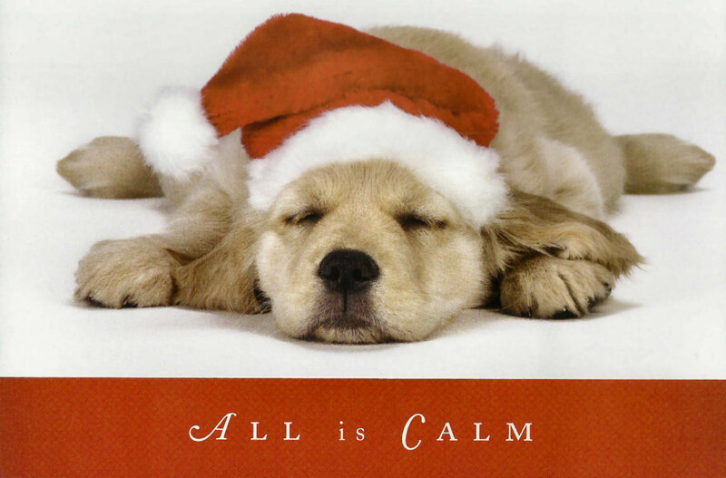 Sleeping Golden Retriever Puppy — Red, Calm