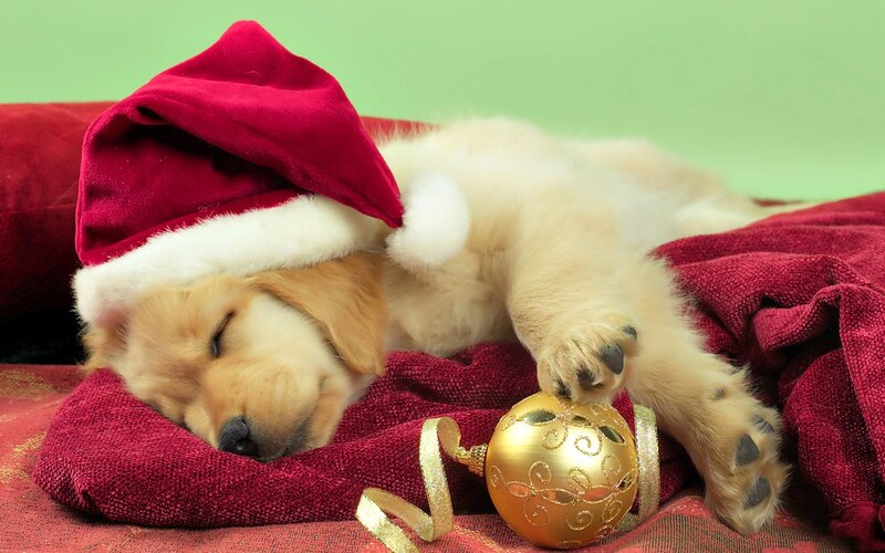 Sleeping Golden Retriever Puppy — Red