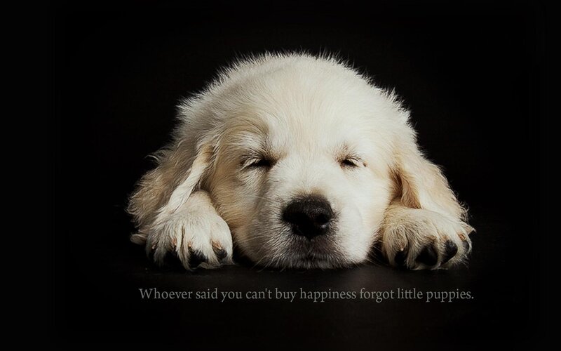 Sleeping Golden Retriever Puppy — White, Serene