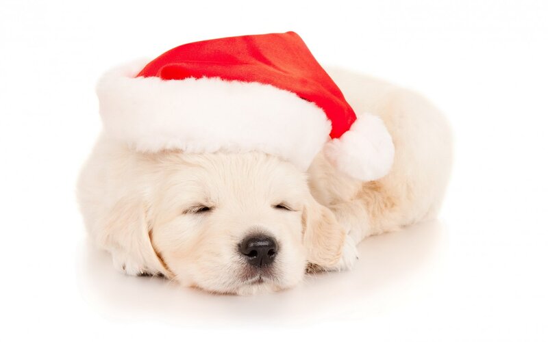 Sleeping Golden Retriever Puppy — White