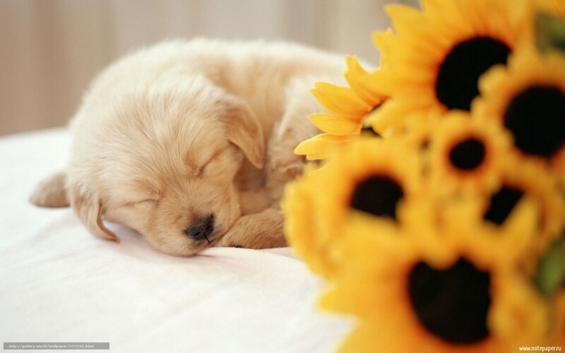Sleeping Golden Retriever Puppy — Yellow, Peaceful