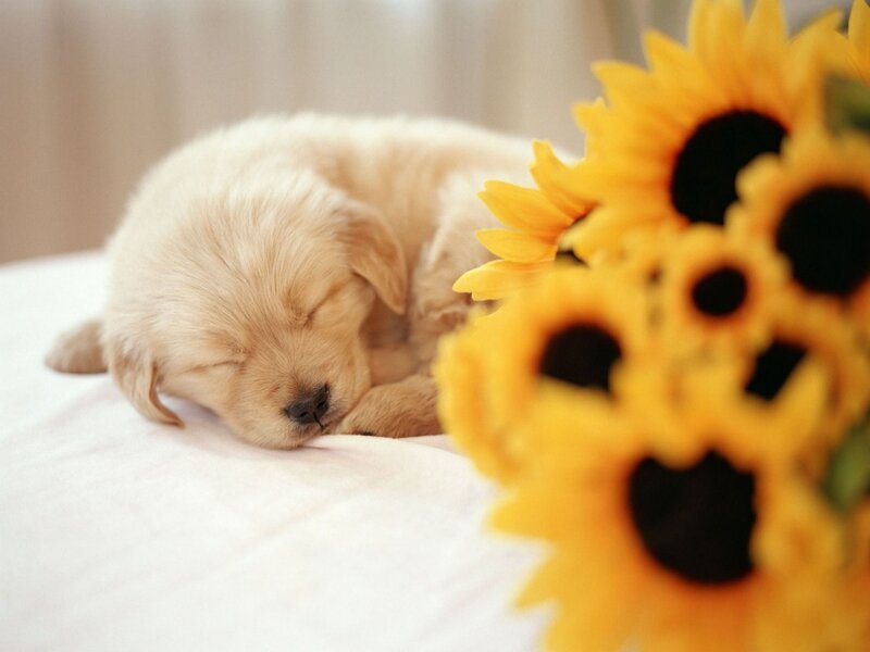 Sleeping Golden Retriever Puppy — Yellow, Serene