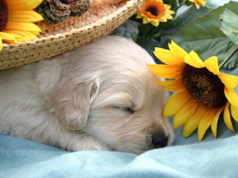 Sleeping Golden Retriever Puppy — Yellow