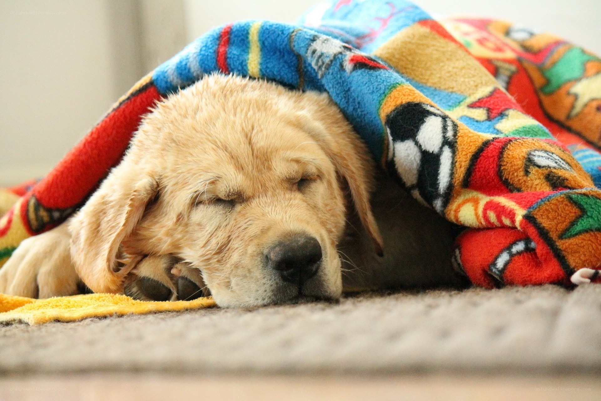 sleeping golden retriever puppy