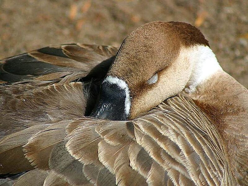 Sleeping Goose