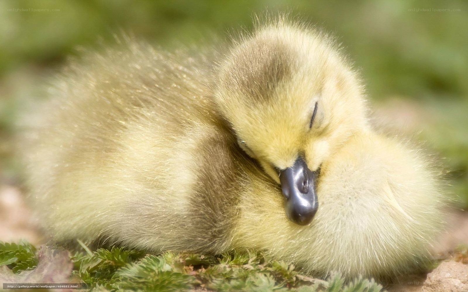 Sleeping gosling on moss