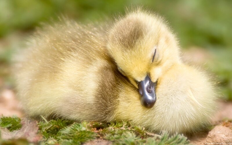 Sleeping Gosling — Yellow, Peaceful