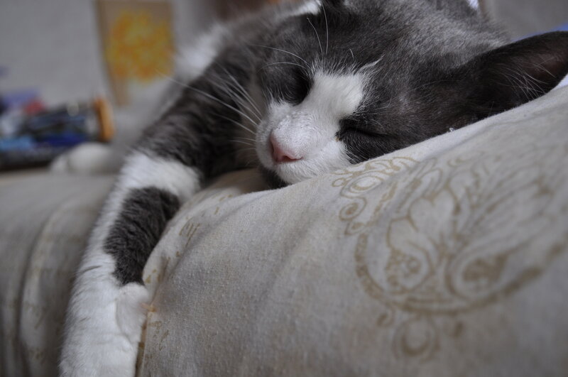 Sleeping gray and white cat