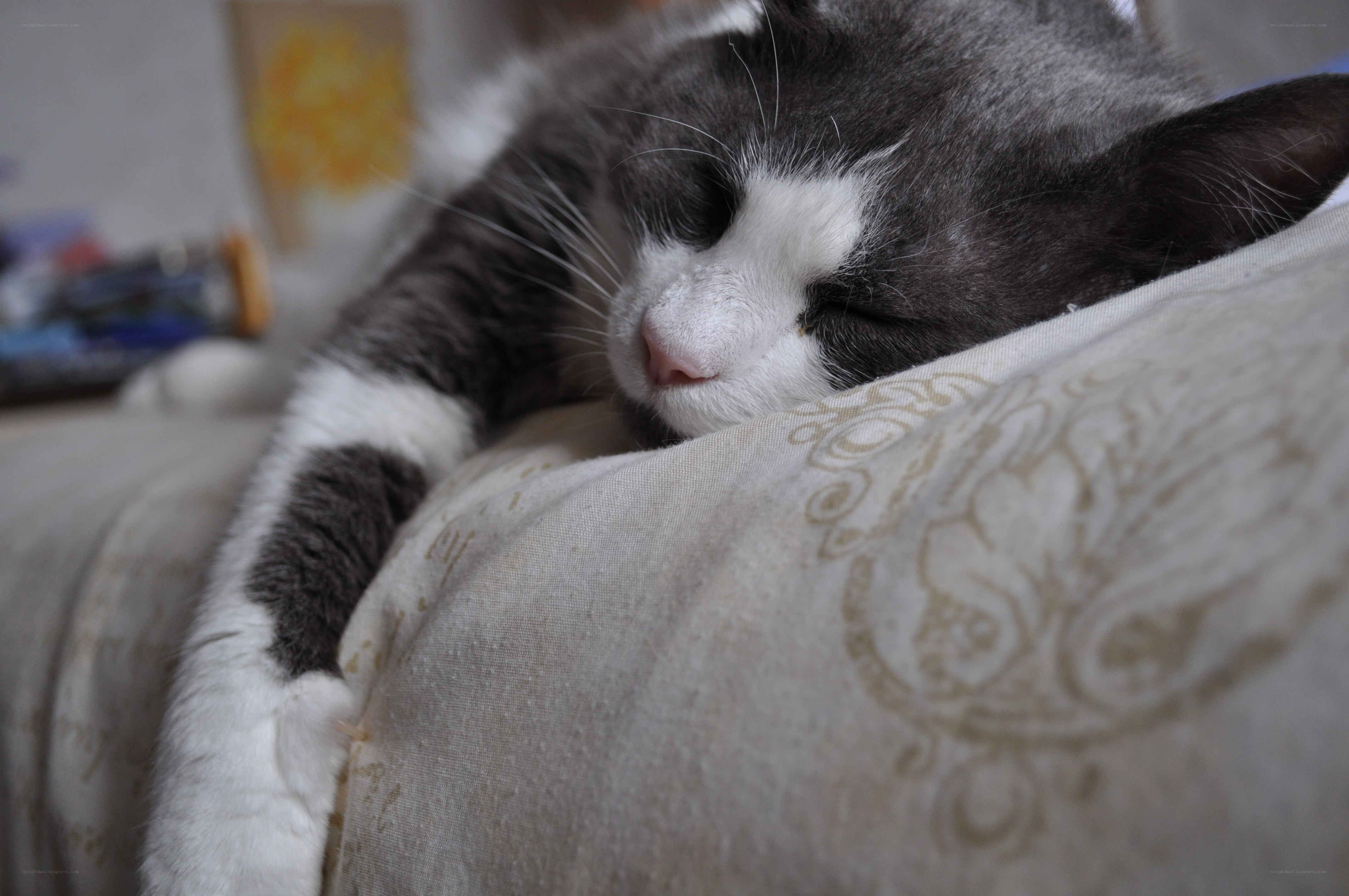 Sleeping gray and white cat