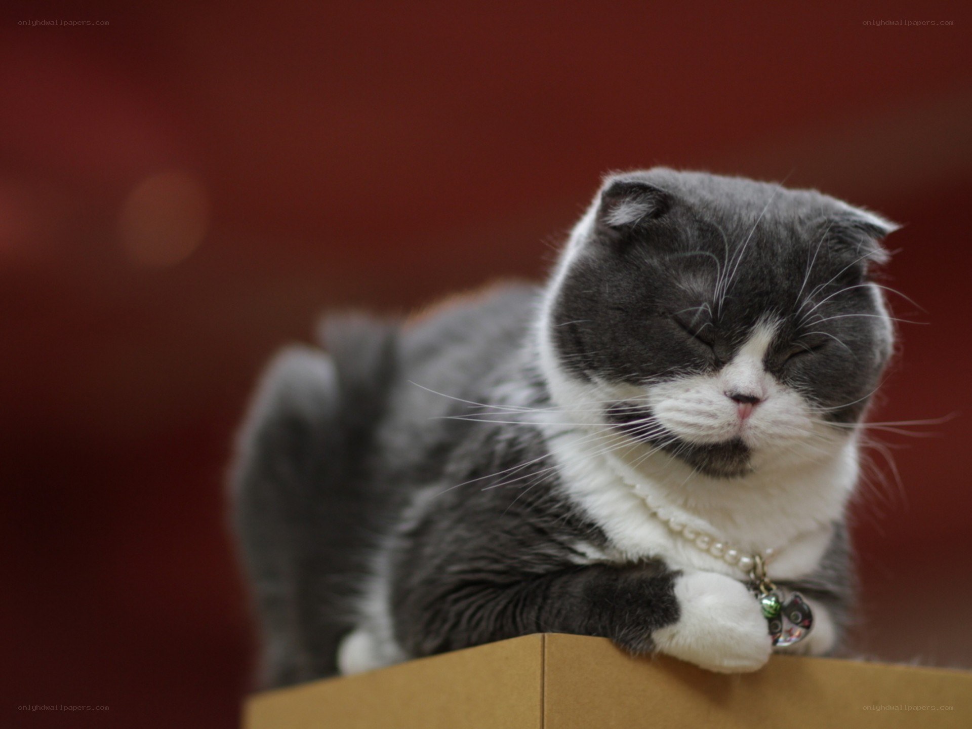 Sleeping gray and white cat