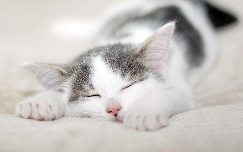 Sleeping Gray and White Kitten — Peaceful