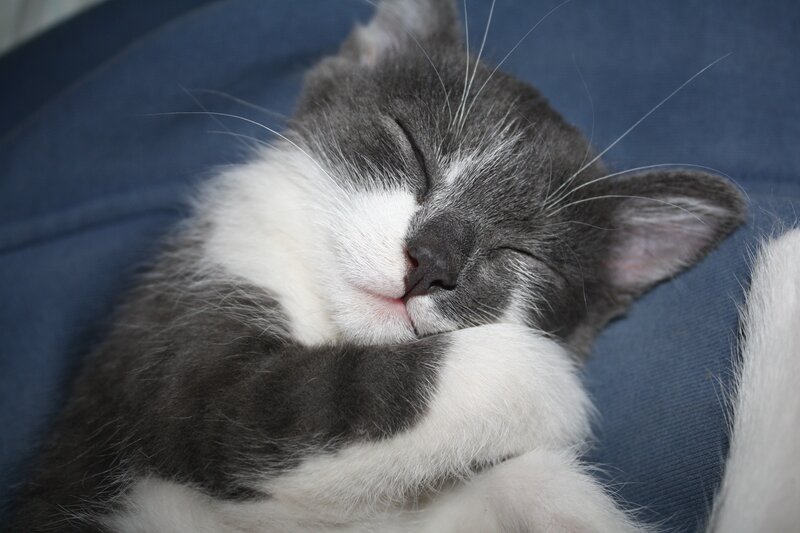 Sleeping gray and white kitten
