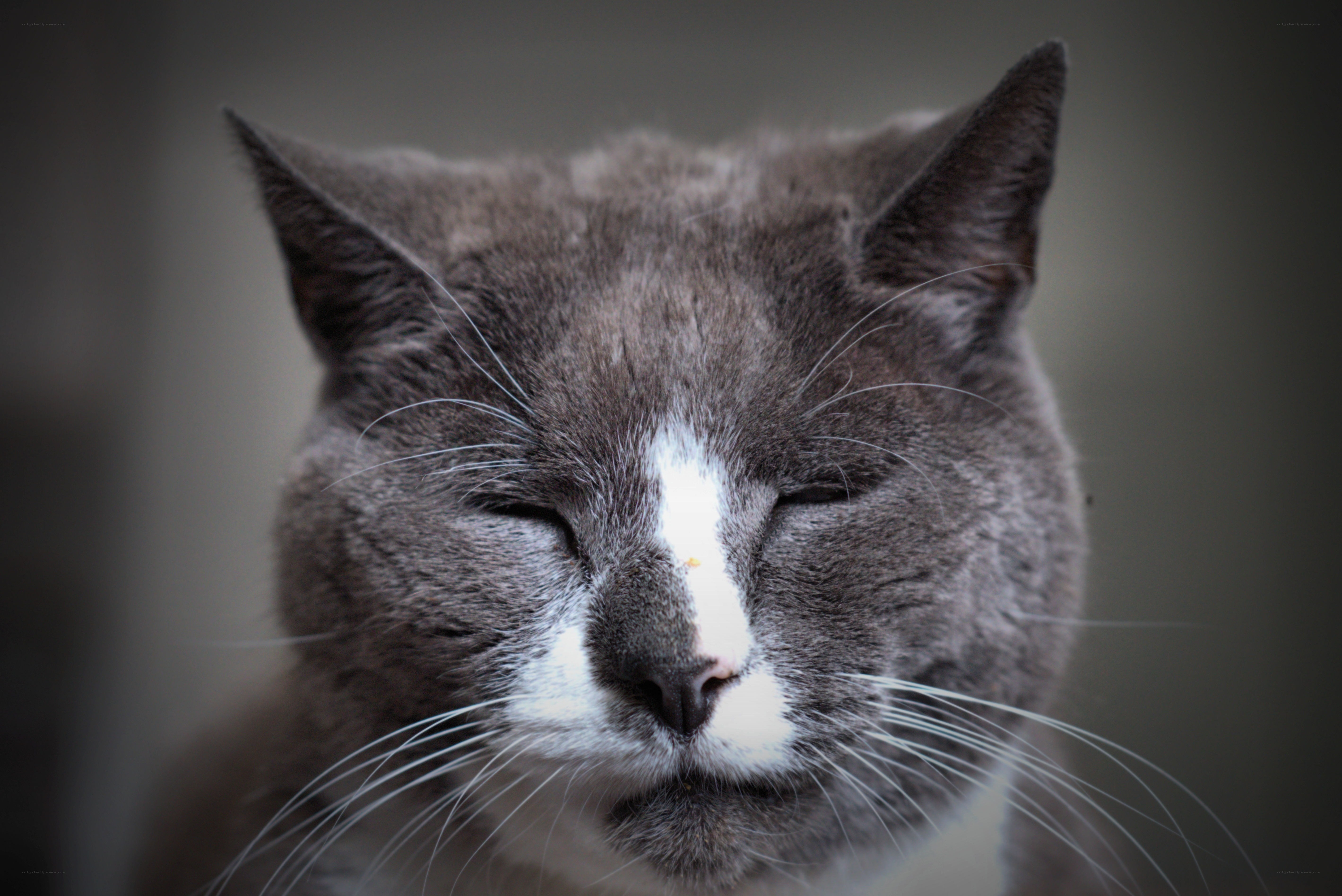 sleeping gray cat