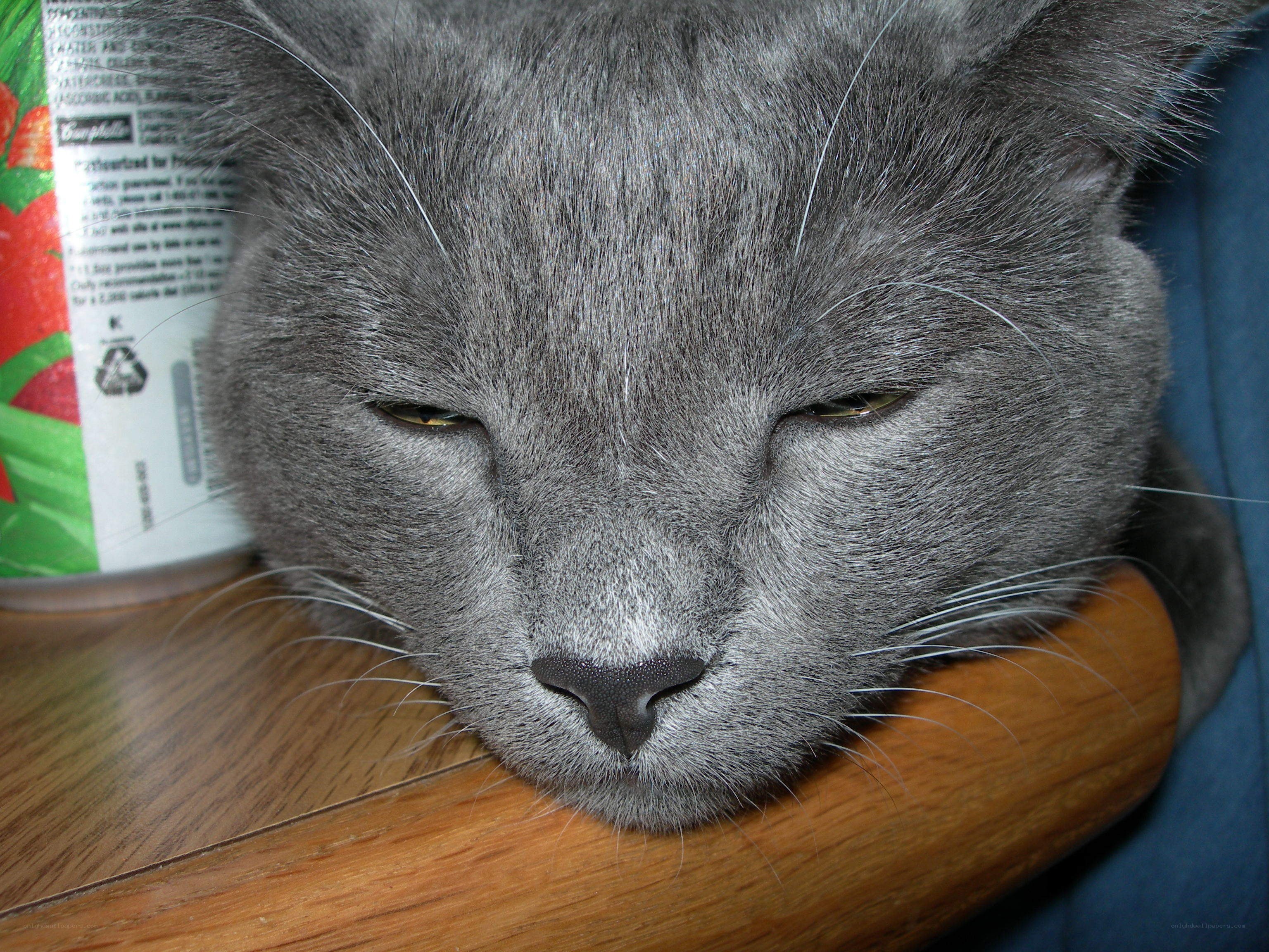 sleeping gray cat