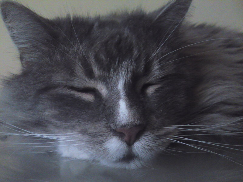 sleeping gray cat