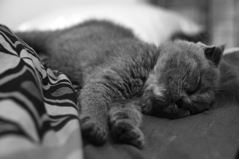 Sleeping Gray Cat — Black, Peaceful, Photograph