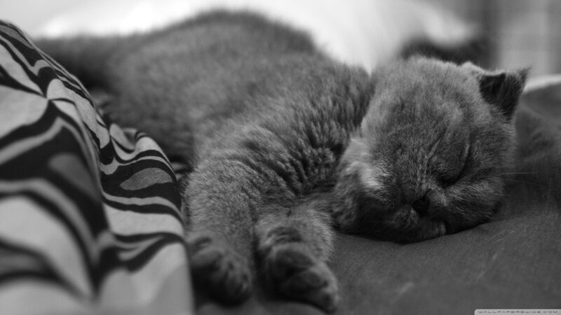 Sleeping Gray Cat — Black, Peaceful