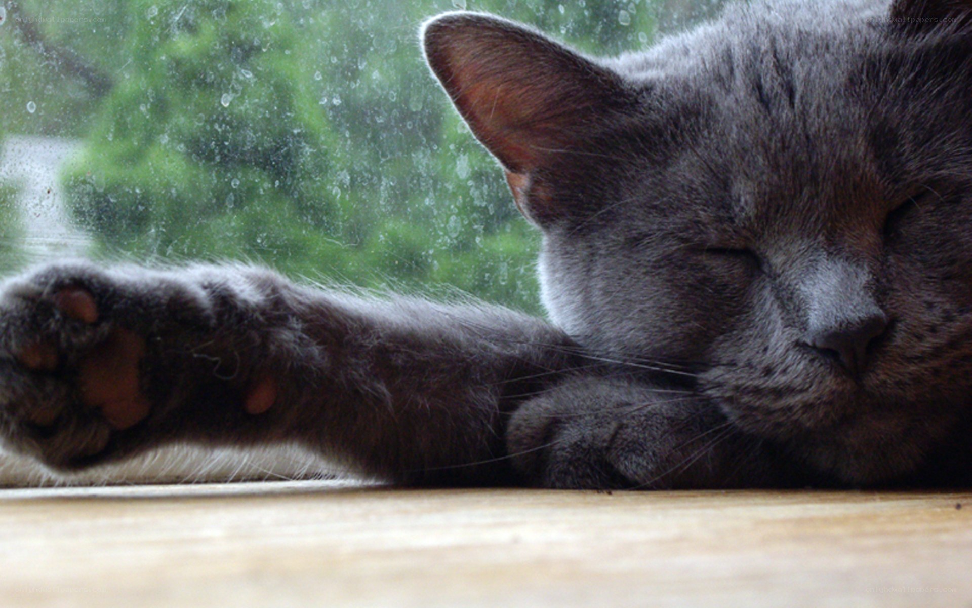 Sleeping gray cat by window